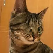 ルルカリ