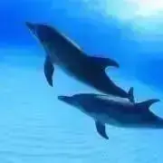 PIGLEの画像
