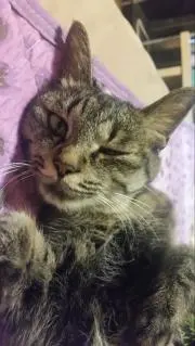アドルフ