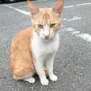 ききの画像