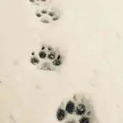 shinshiaの画像