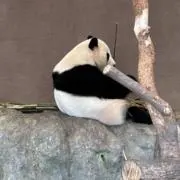 peaceの画像