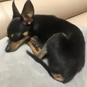 ラッキー&福の画像