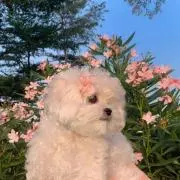 梨の画像