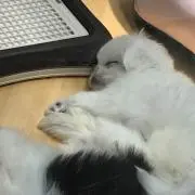 yurieの画像