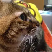 あさこ/ねこ