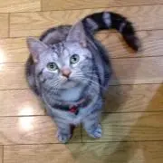 アウちゃんの画像