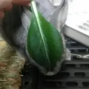 ゆちの画像