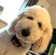 しのの画像
