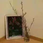 fuaの画像