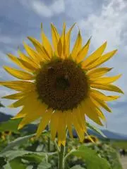 花★花の画像