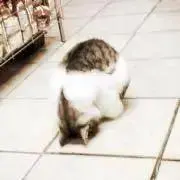 にゃおの画像