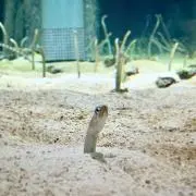 mocoの画像