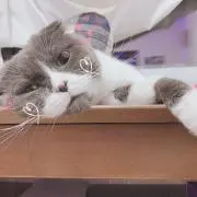 ねこにゃんこ