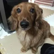 ぱぴー&トロン
