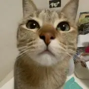 つばきの画像