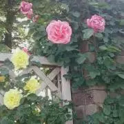 chipachanjpの画像