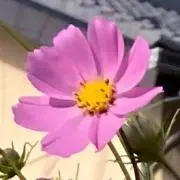バンビの画像