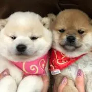 ひめ 。