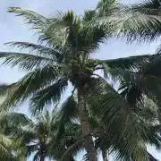 ラテの画像