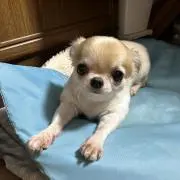 はなはな