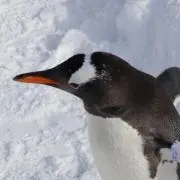 umiの画像
