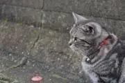 jvの画像