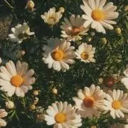 すの画像