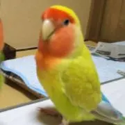 Cocoの画像