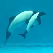 バンフ
