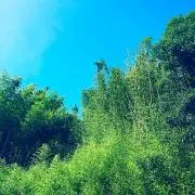 Mintの画像