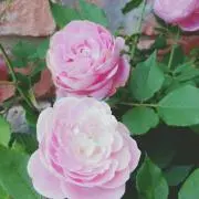 あんずの画像