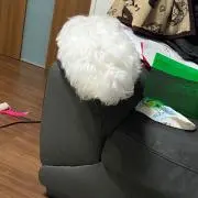 pちゃん