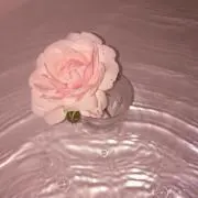 葵の画像