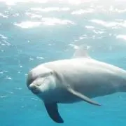 ストウ
