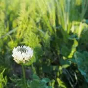 ちっぷるの画像
