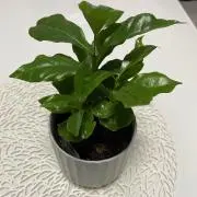 メルシーの画像