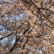 ち〜