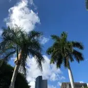 マロの画像