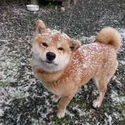 エール