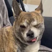 りよーの画像