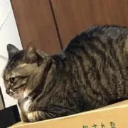 まうー