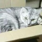 ロトンボの画像