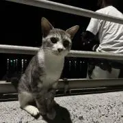 ぺんちゃんの画像