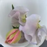 nicoの画像