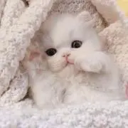 れい