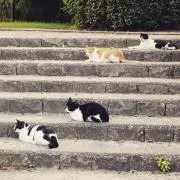 ハチの画像