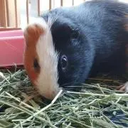 ミケ