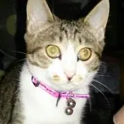 猫好き★    ※プロフ必読！
