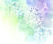 紫苑の画像